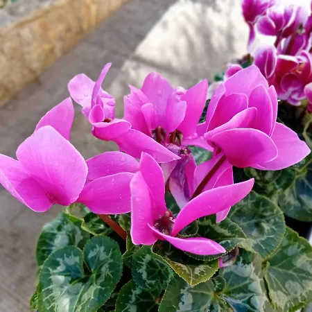 Mt House * 알베르벨로